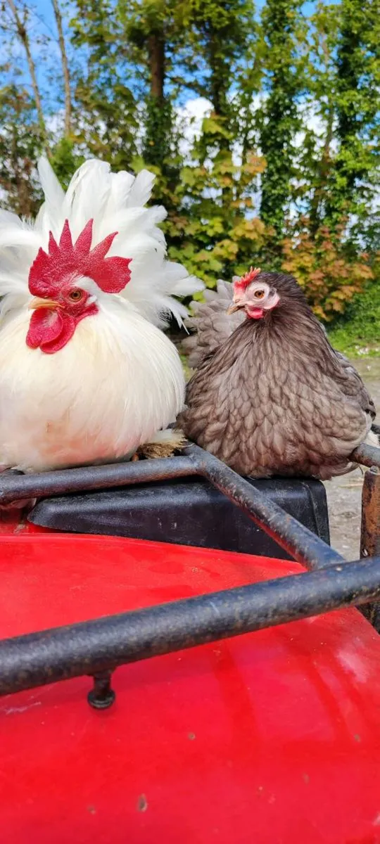 Pekin Pair - Image 4