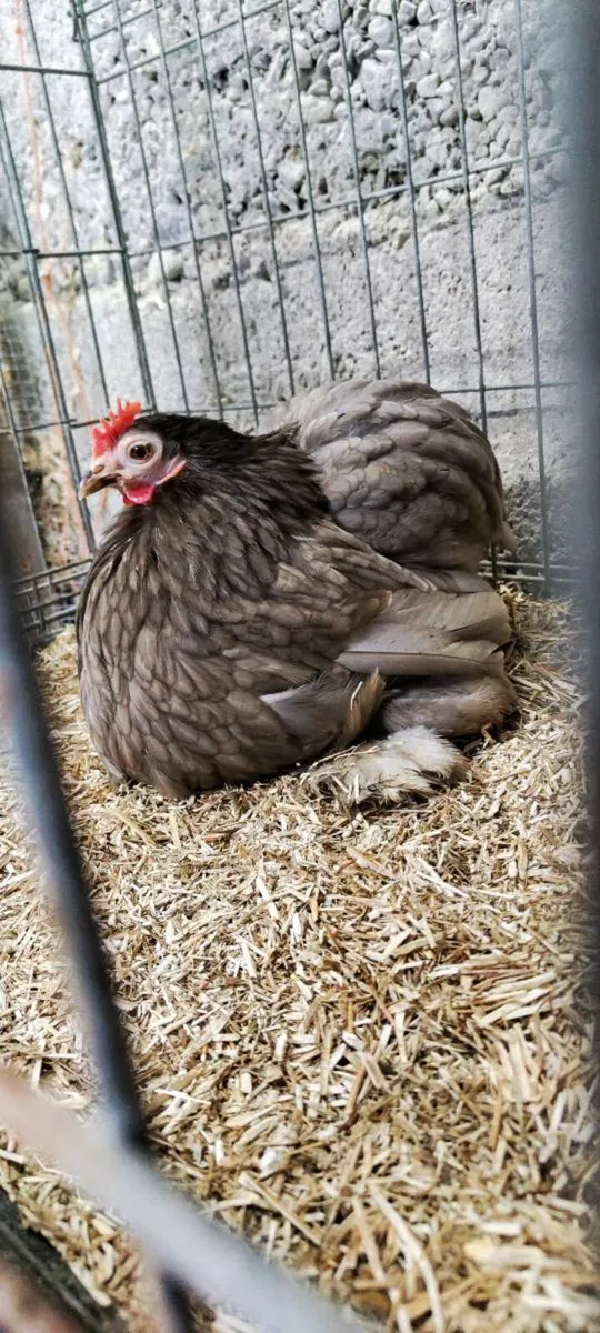 Pekin Pair - Image 3