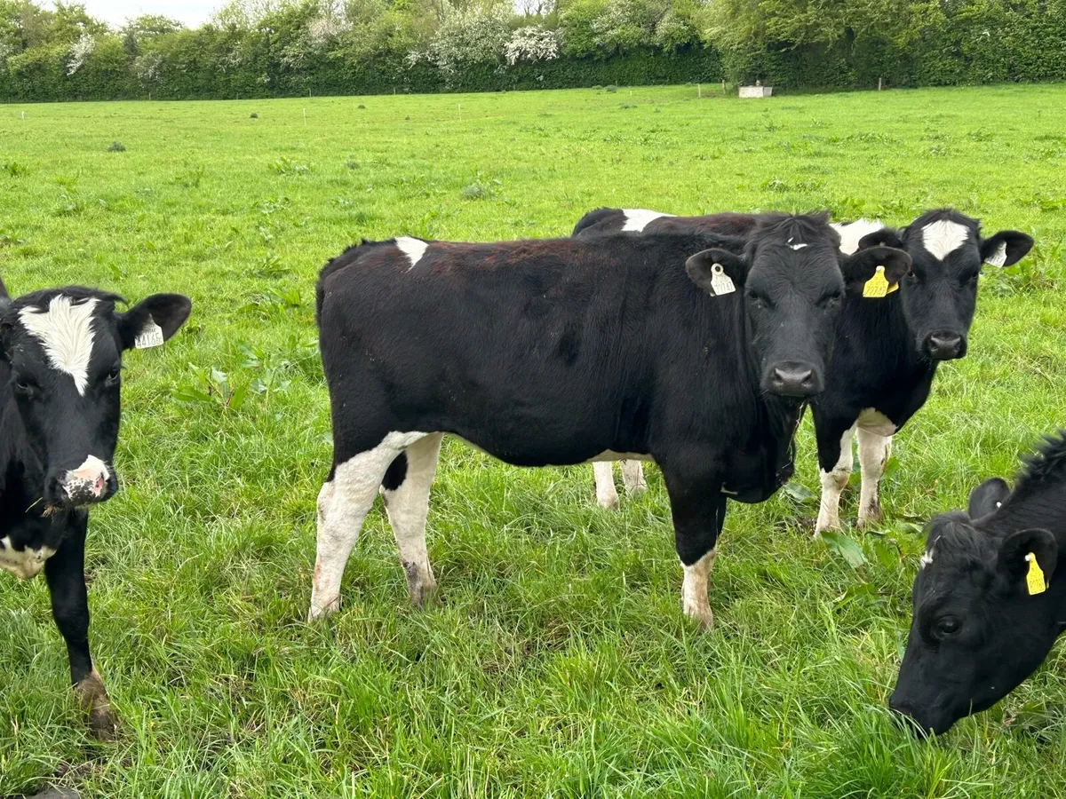 Maiden fr heifers - Image 2
