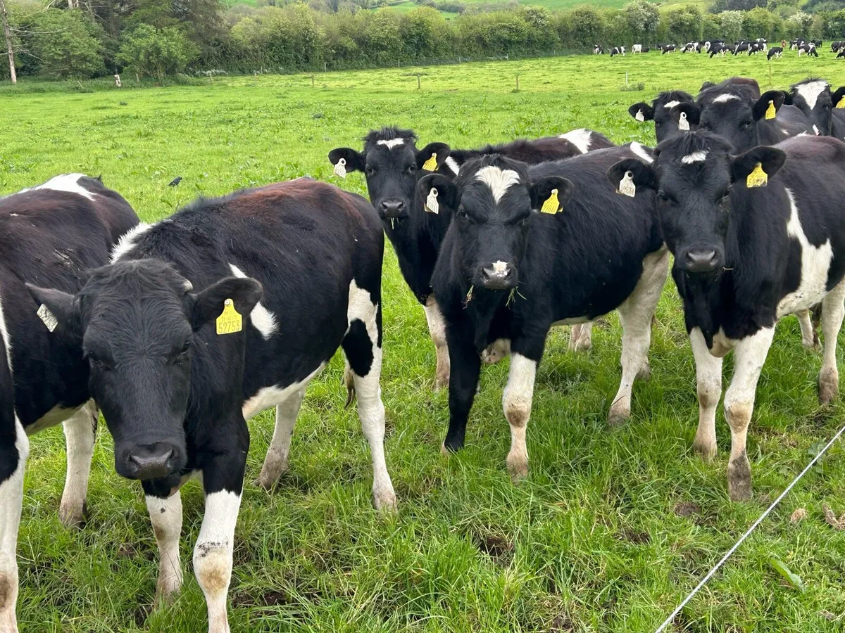 Maiden fr heifers - Image 3