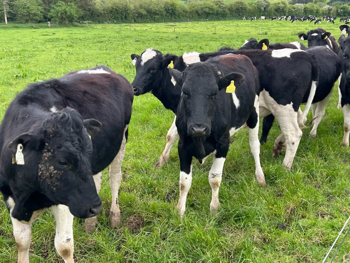 Maiden fr heifers - Image 4