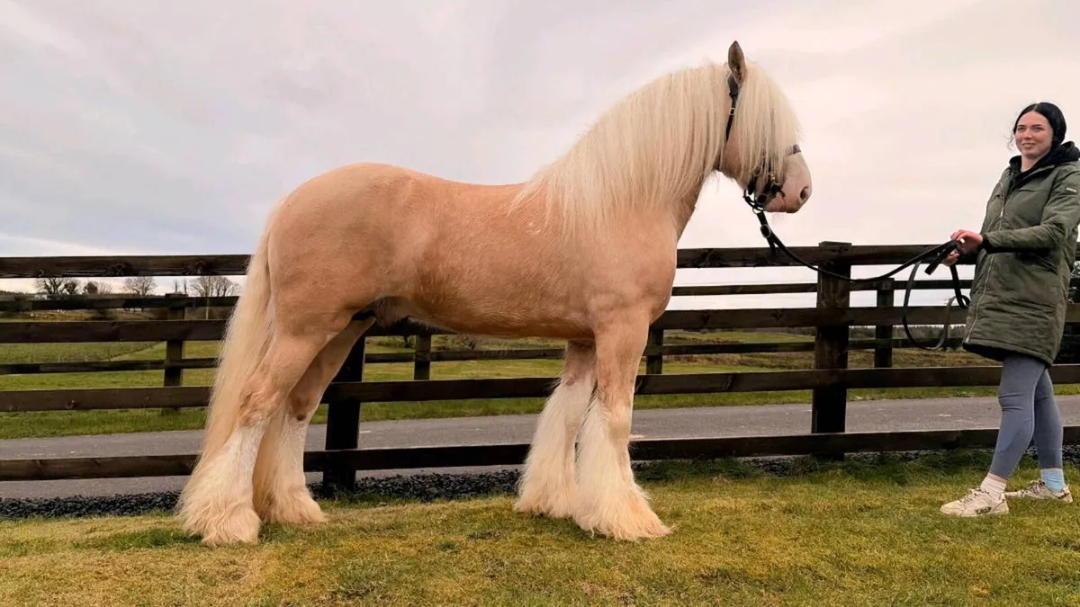 Cob stallion at stud