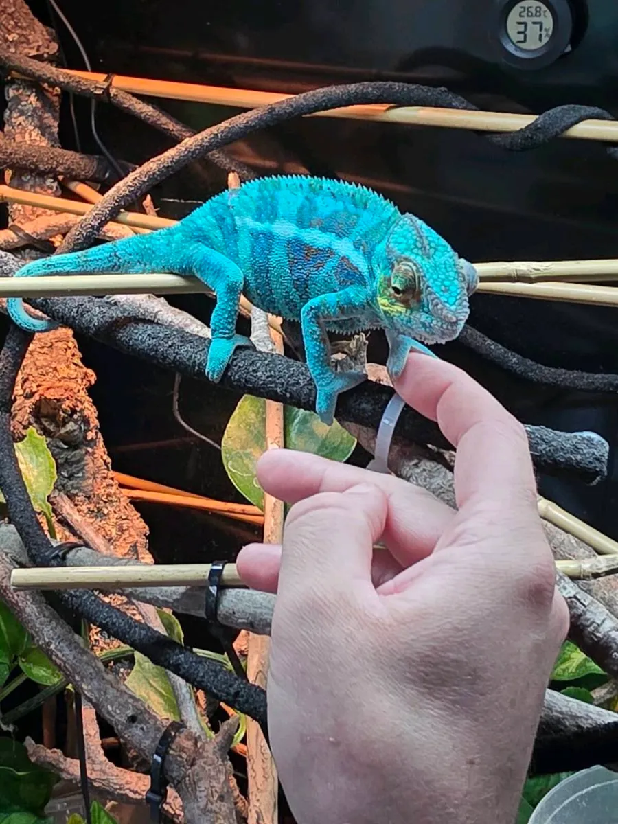 Chameleon panther ambanja - Image 1