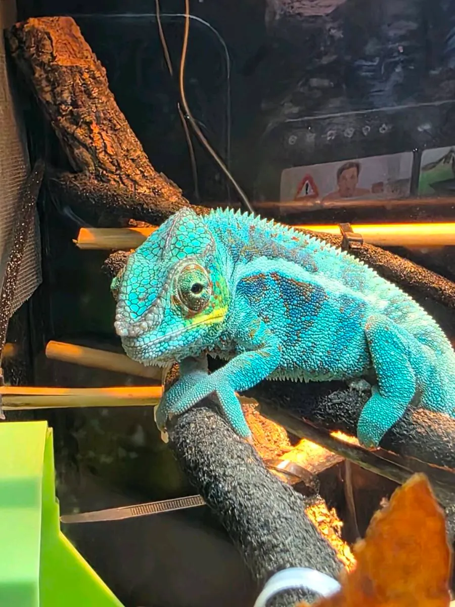 Chameleon panther ambanja - Image 2