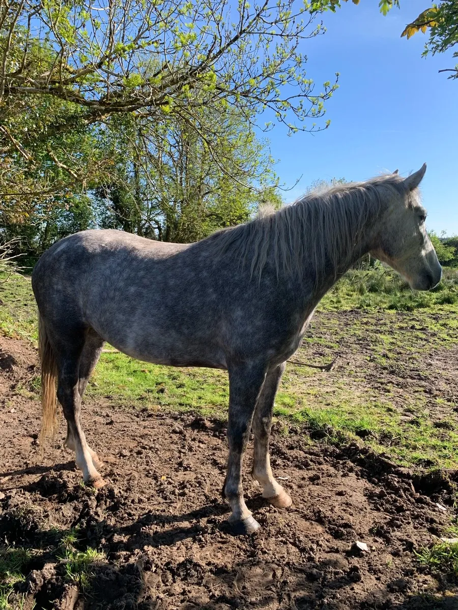 5 year old Irish draught mare - Image 2