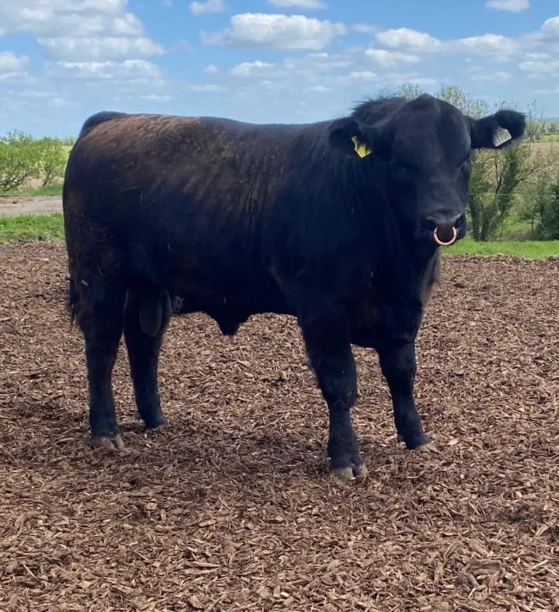 Angus bull - Image 3
