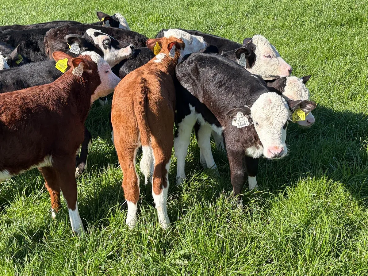 28 Hereford calves - Image 4