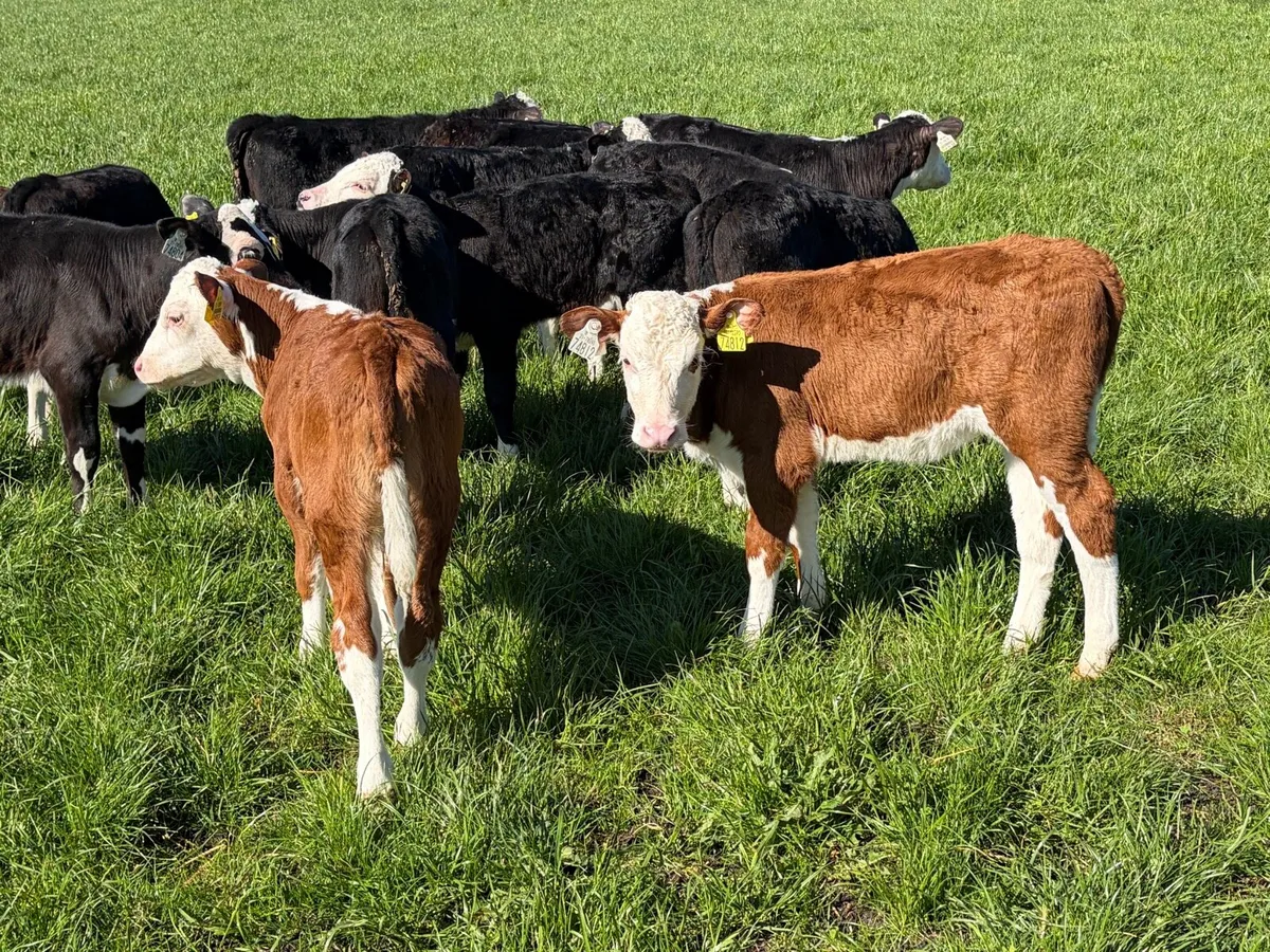 28 Hereford calves - Image 2