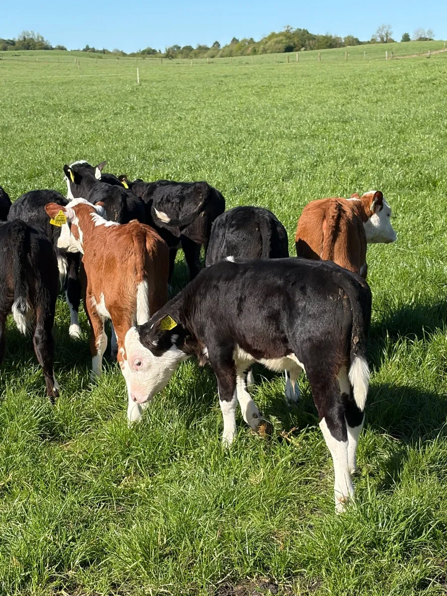 28 Hereford calves - Image 3