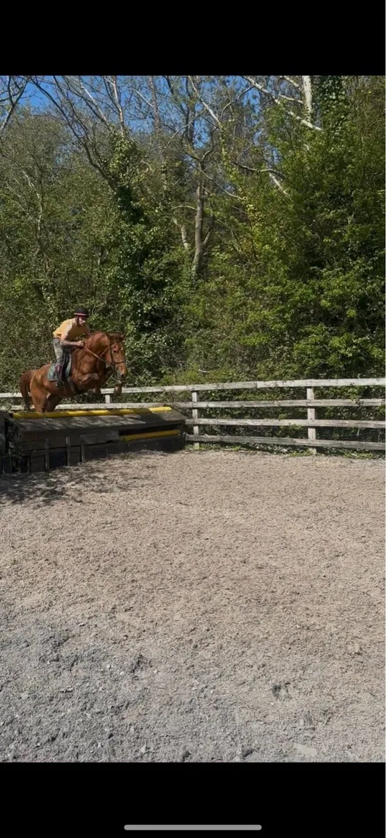 Irish sport horse - Image 3