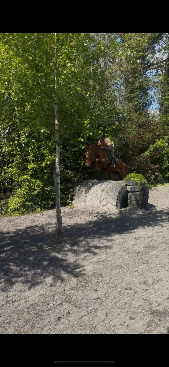 Irish sport horse - Image 4