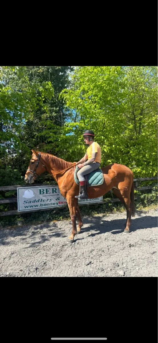 Irish sport horse - Image 1