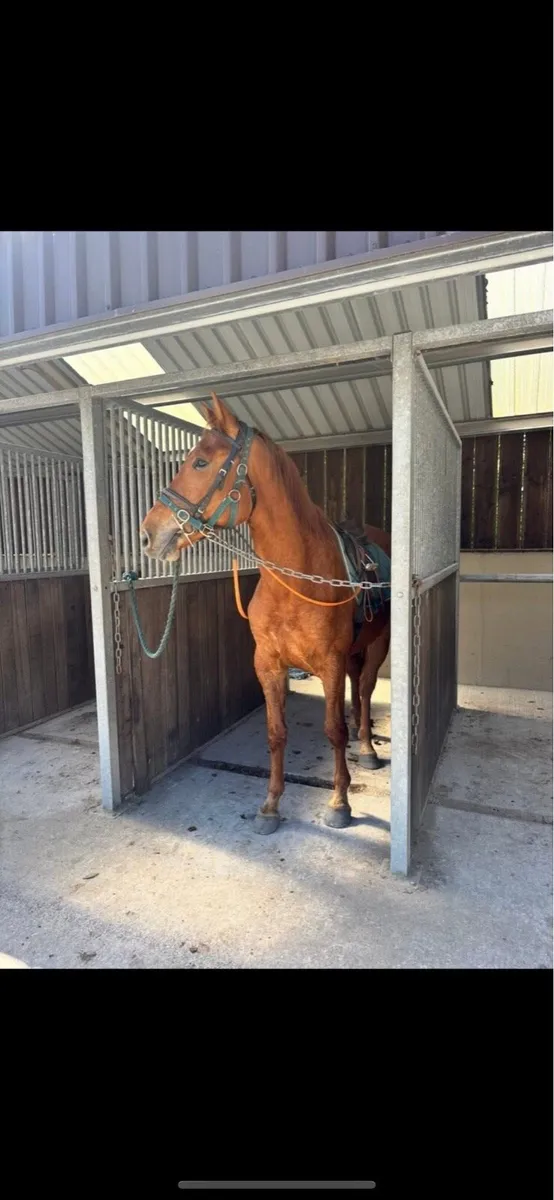 Irish sport horse - Image 2