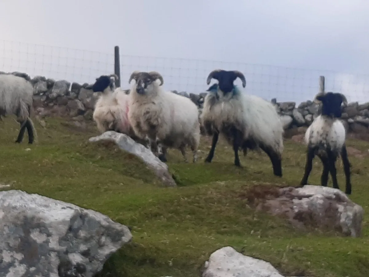 Weather lambs
