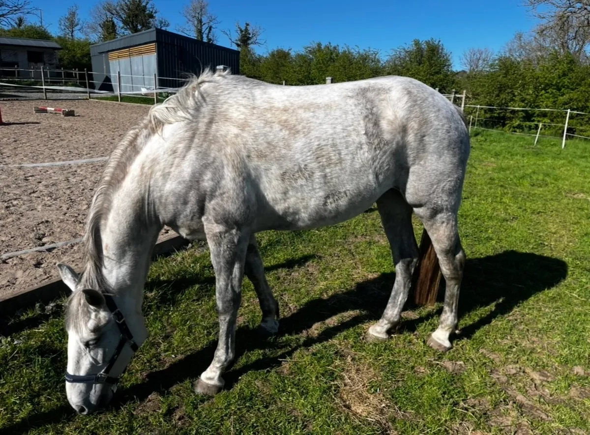 Irish Draught Mare - Image 2
