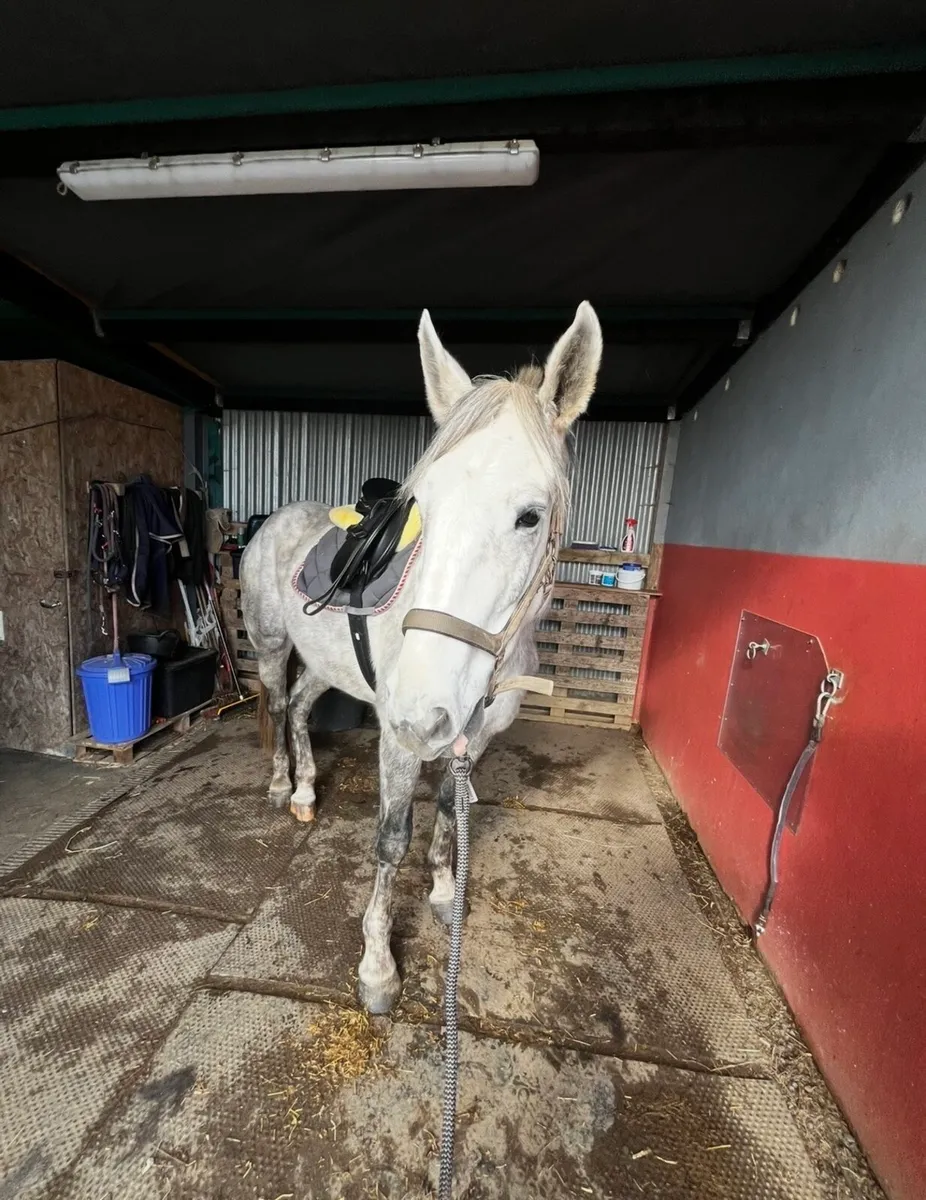 Irish Draught Mare - Image 3