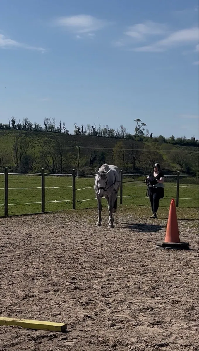 Irish Draught Mare - Image 4
