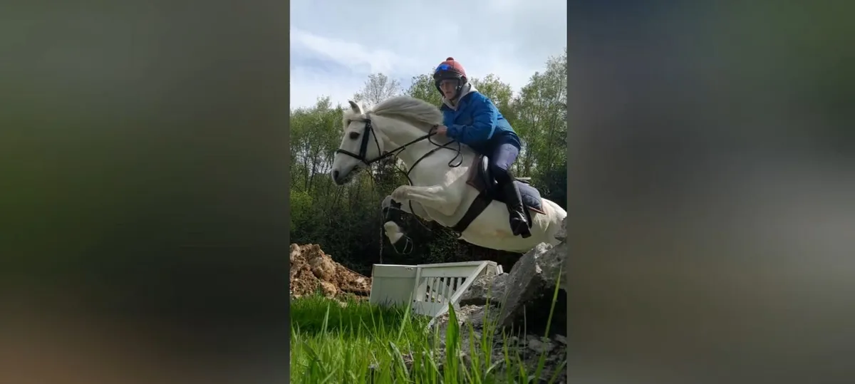 12.2 gelding - Image 1