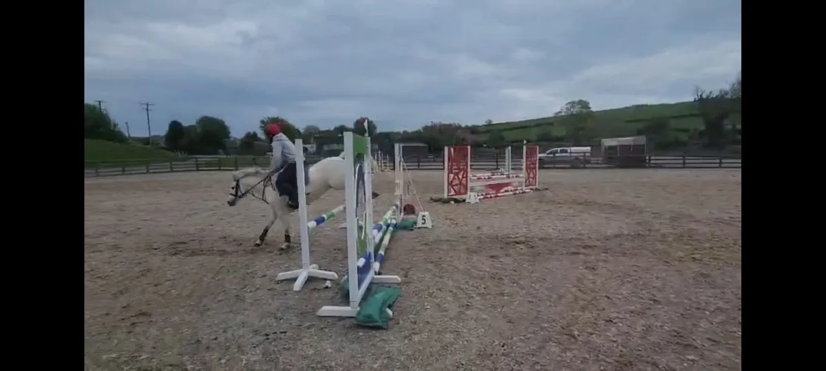12.2 gelding - Image 3