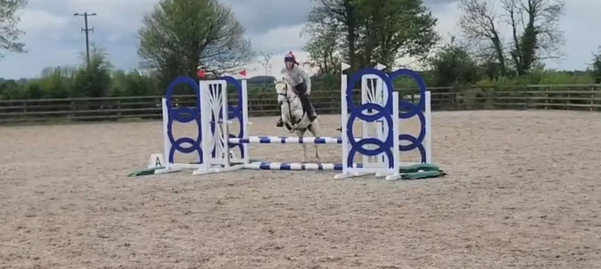 12.2 gelding - Image 4