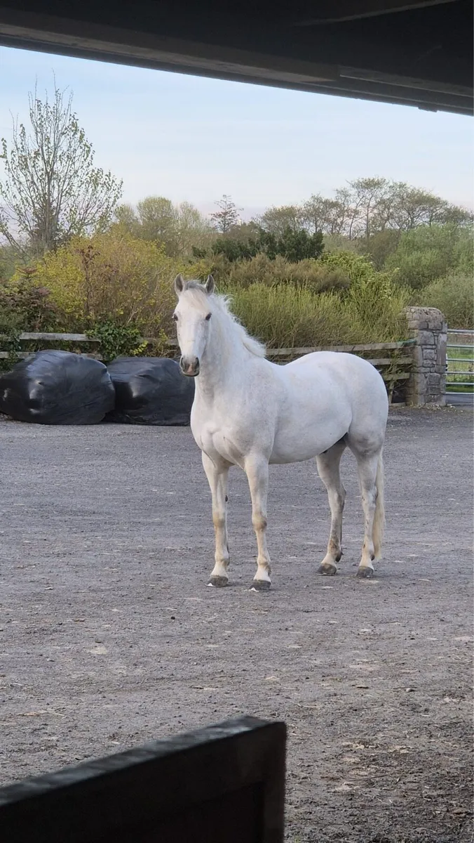 Connemara Gelding 14.7cm - Image 1