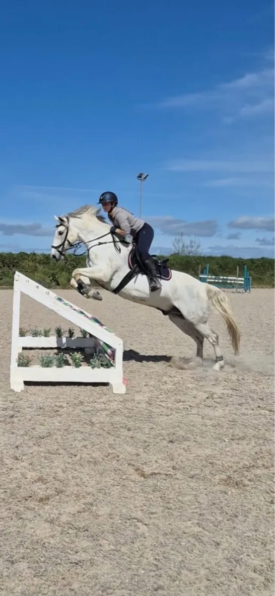 Connemara Gelding 14.7cm - Image 2