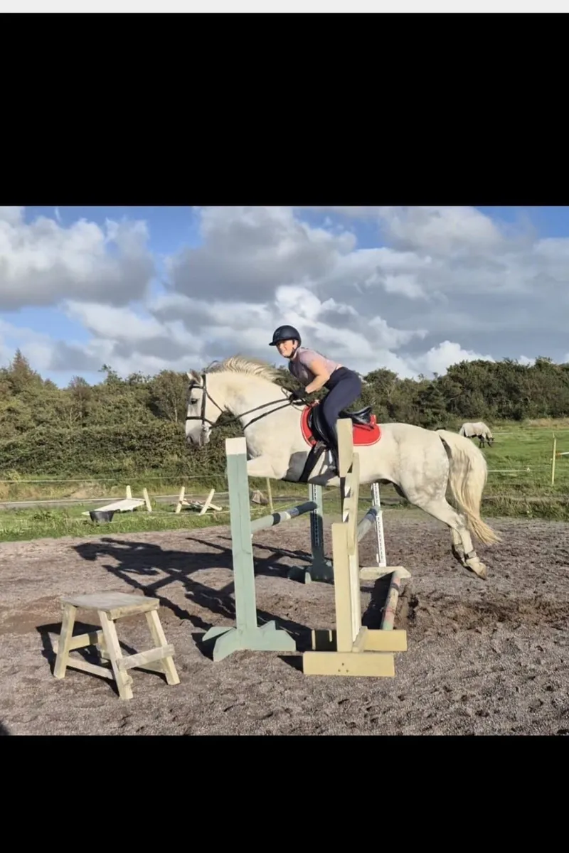 Connemara Gelding 14.7cm - Image 3