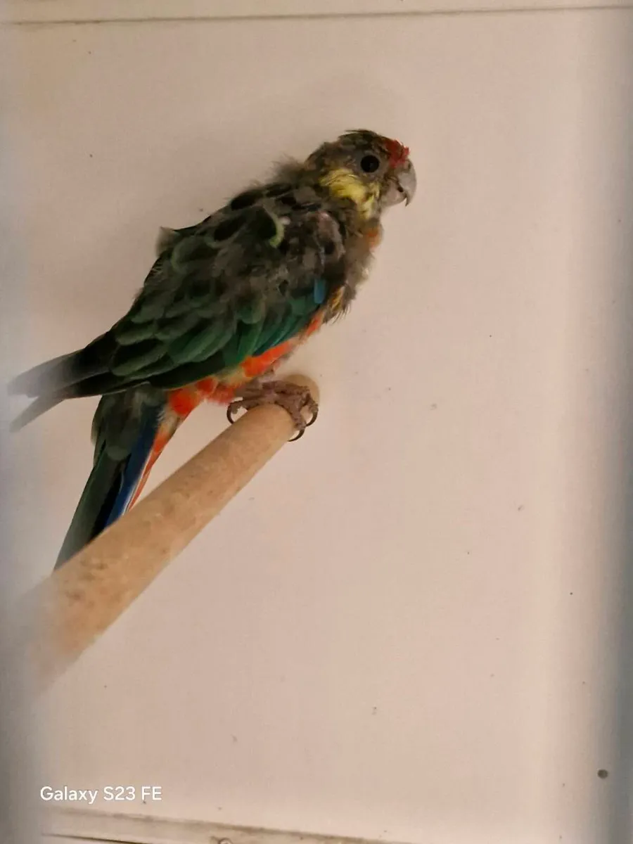 Dimond dove males x 4 pair of Stanley rosellas - Image 4