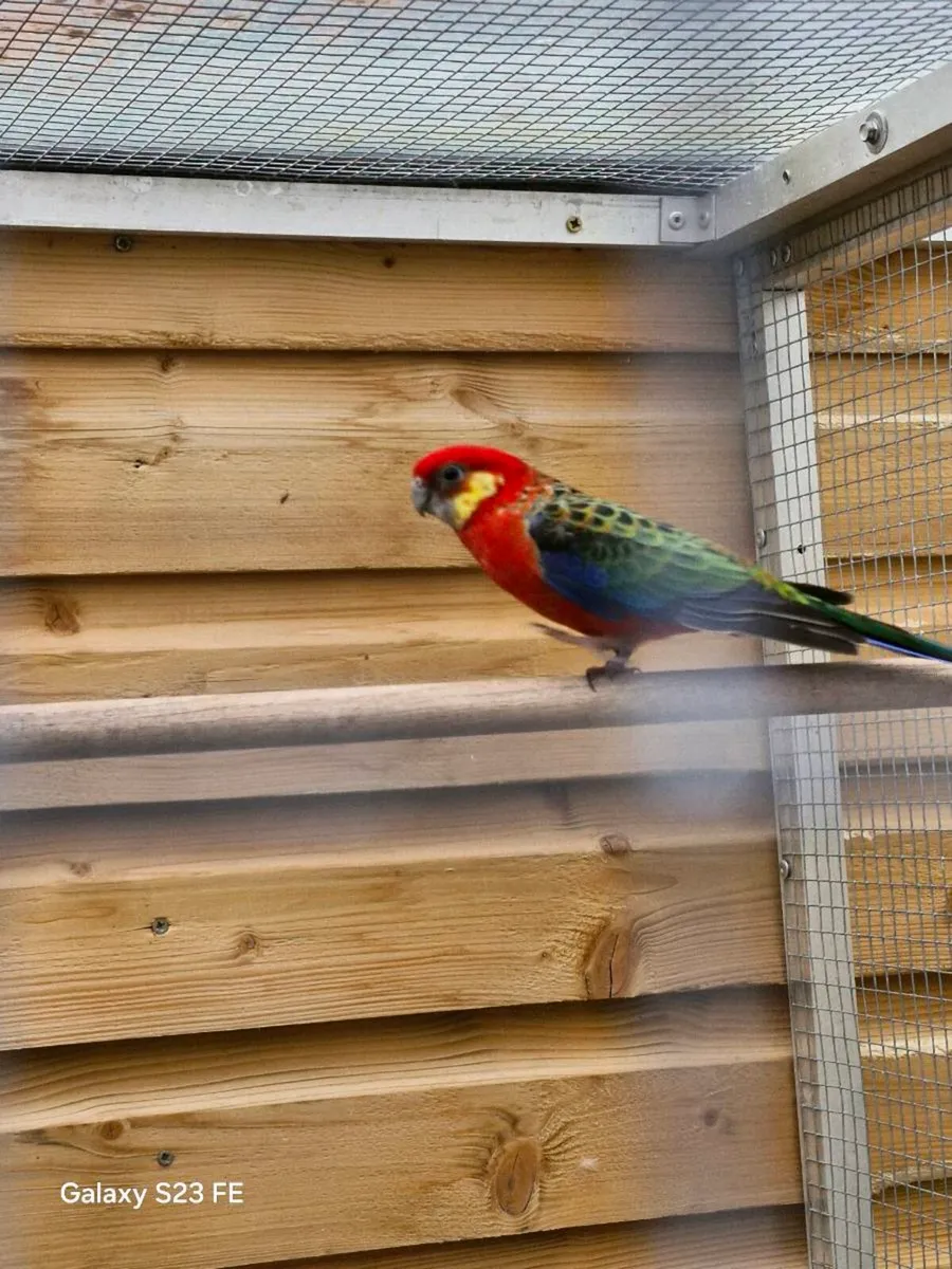 1  pair of Stanley rosellas - Image 1