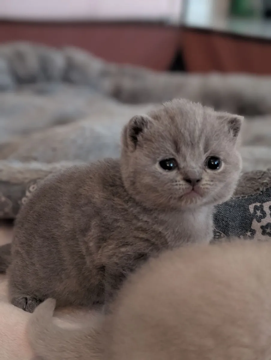 British shorthair (all reserved) - Image 1