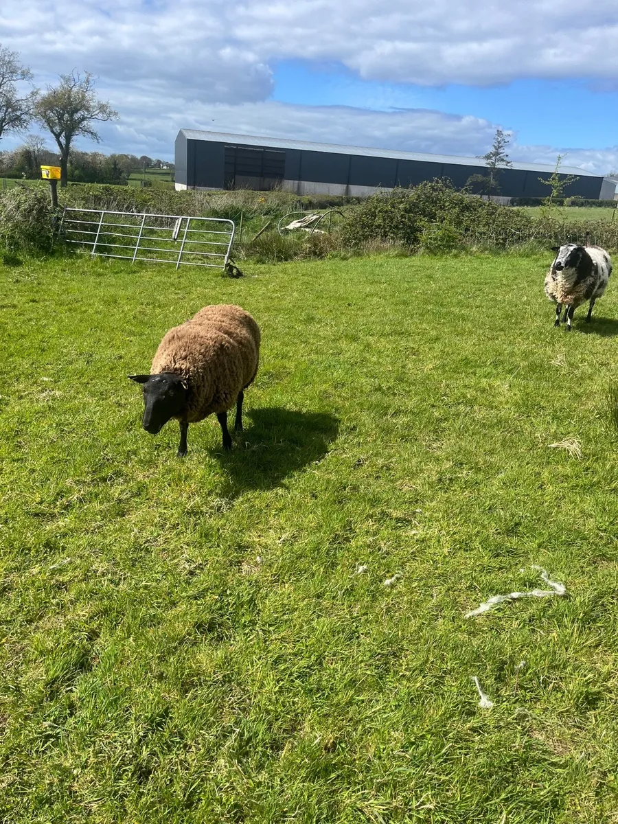 Dutch spotted Rams - Image 1