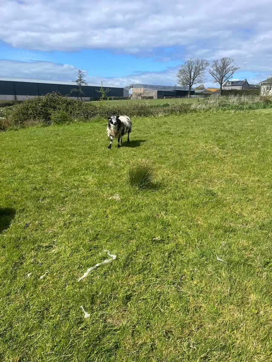 Dutch spotted Rams - Image 2