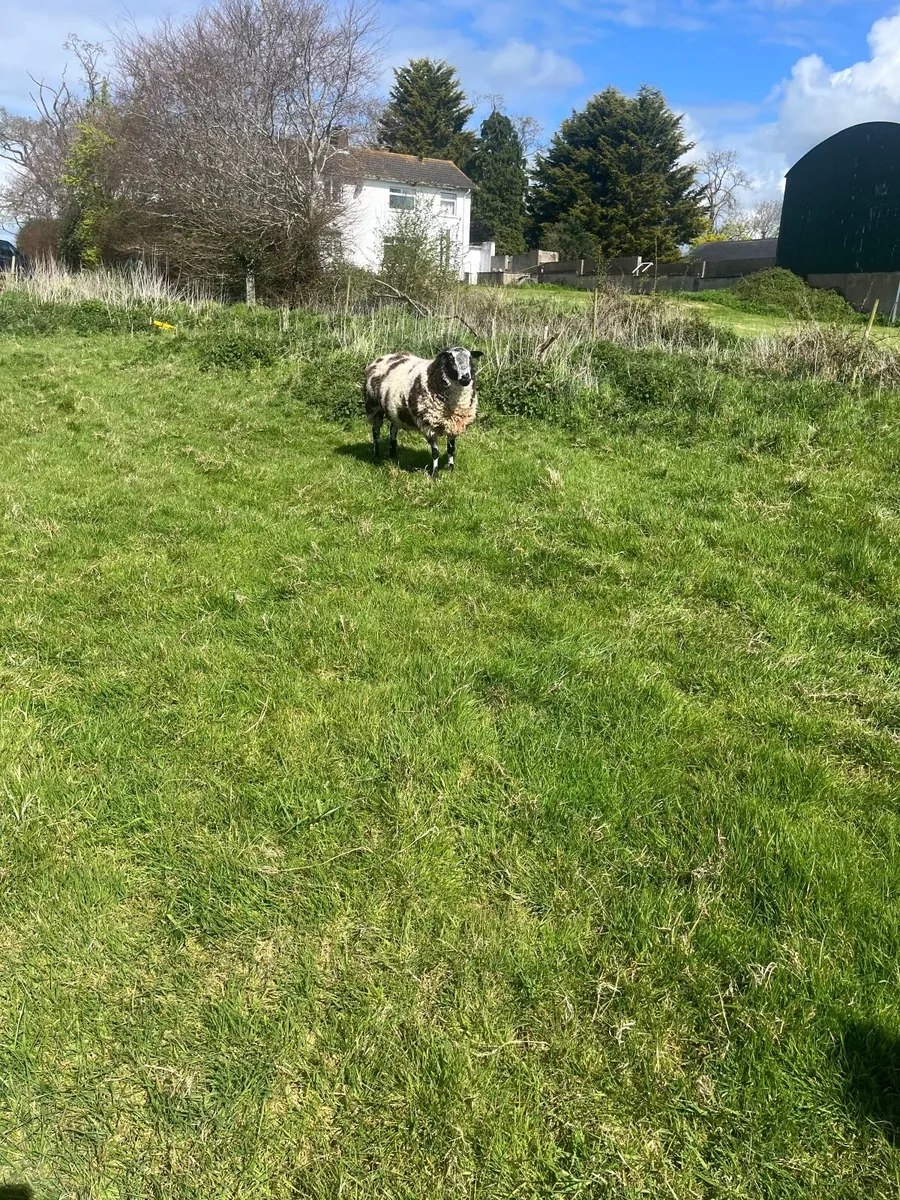 Dutch spotted Rams - Image 3
