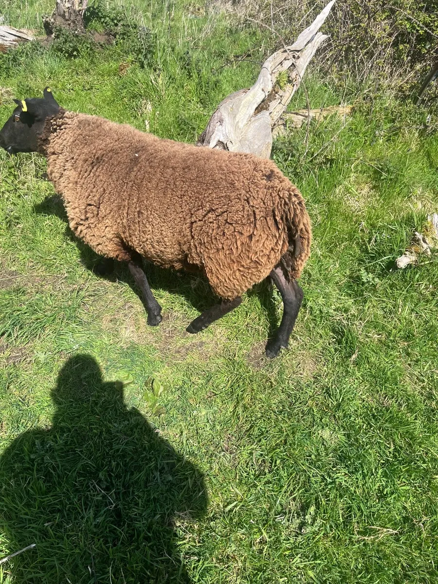 Dutch spotted Rams - Image 4