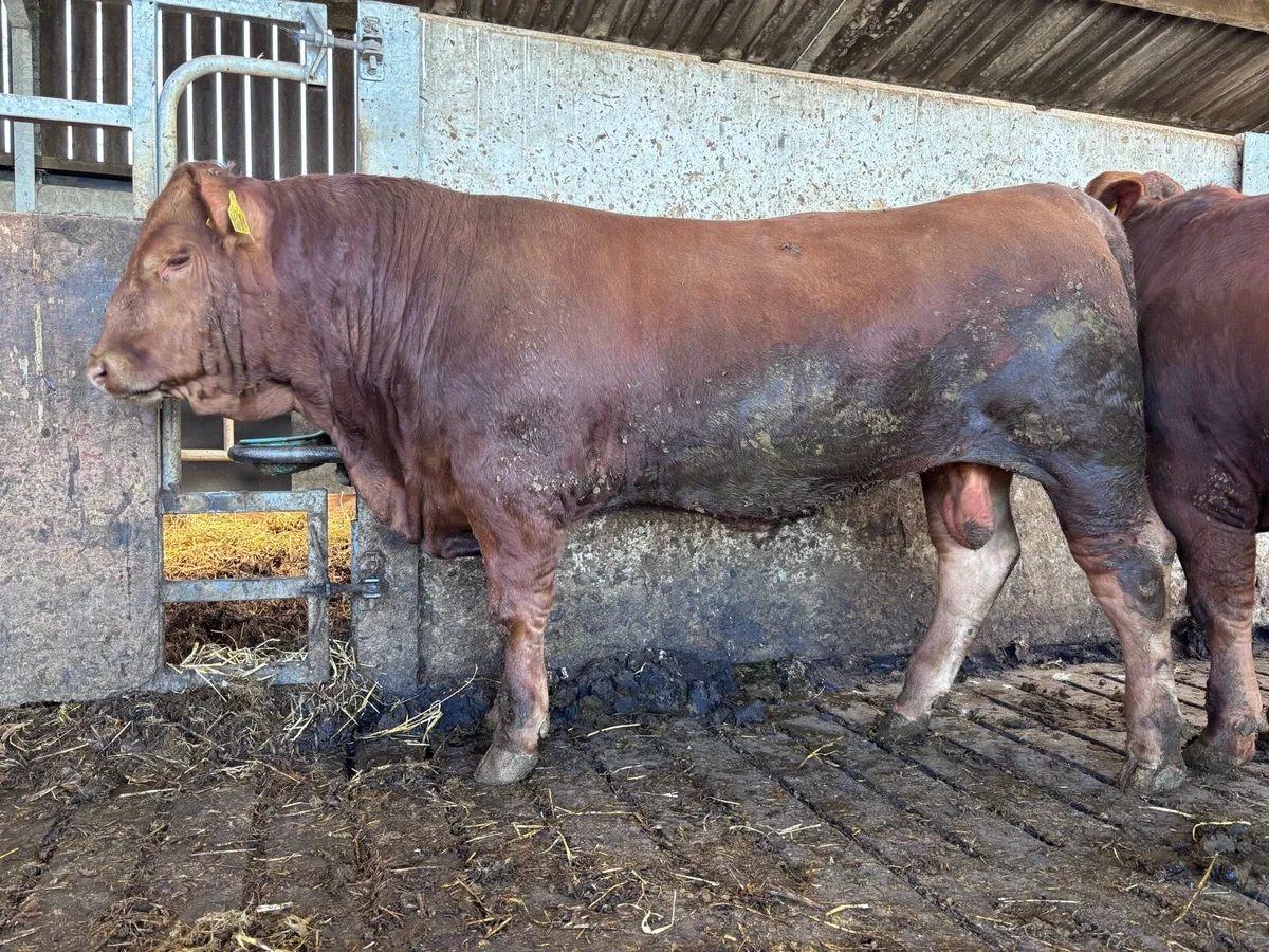 Stabiliser Bull