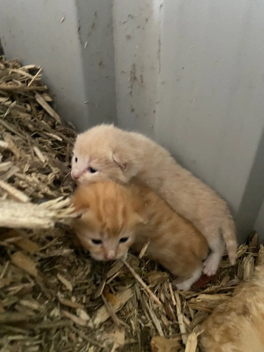 Ginger kittens - Image 2
