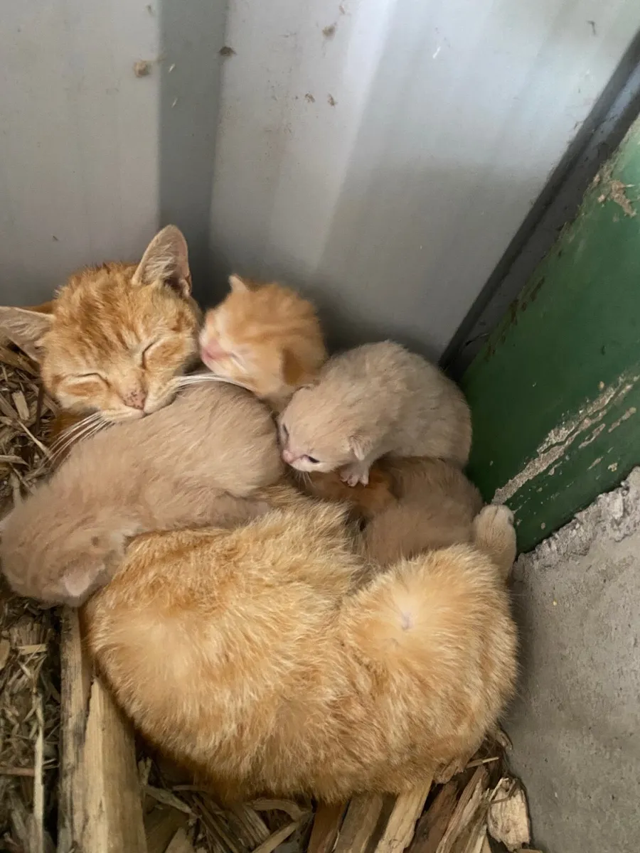 Ginger kittens - Image 1