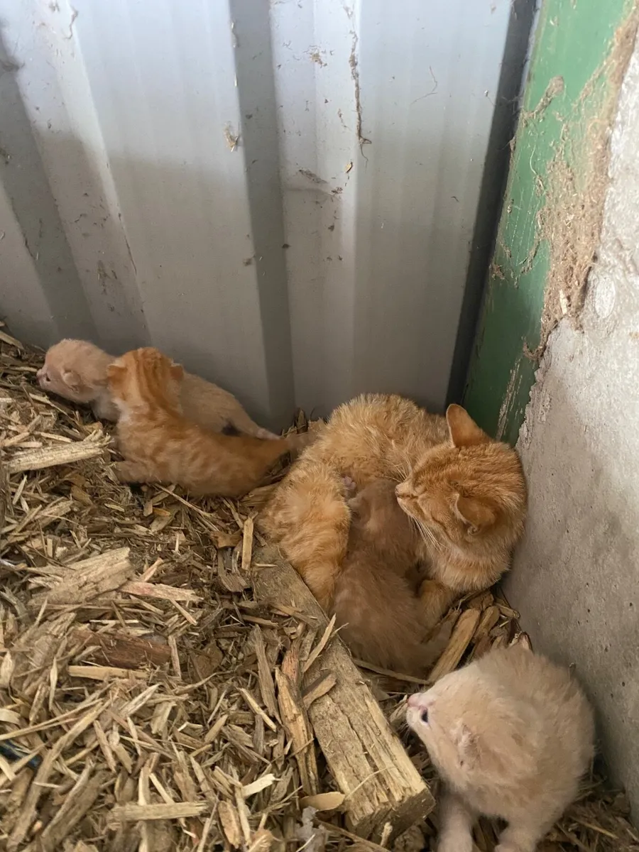 Ginger kittens - Image 3