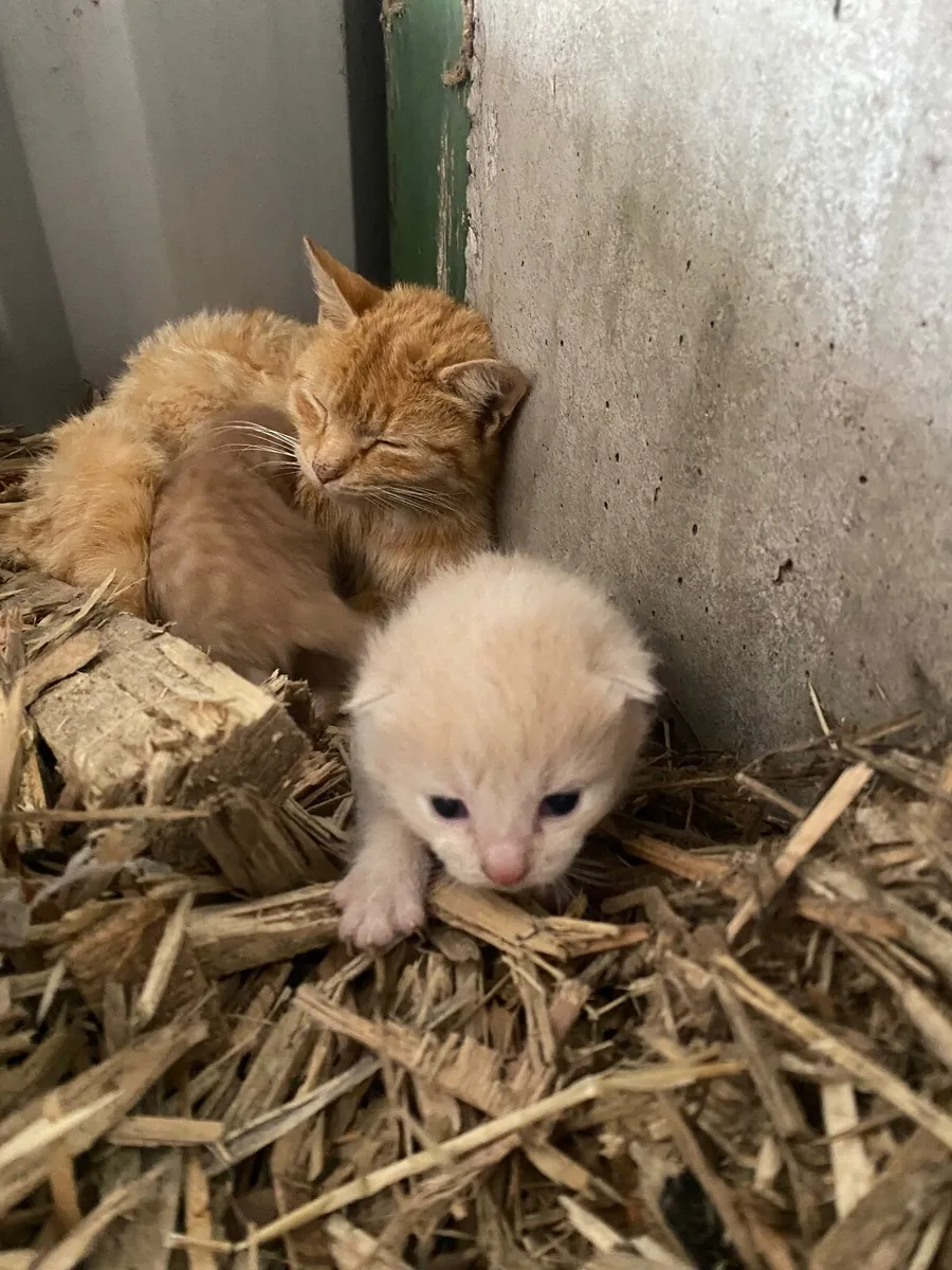 Ginger kittens - Image 4