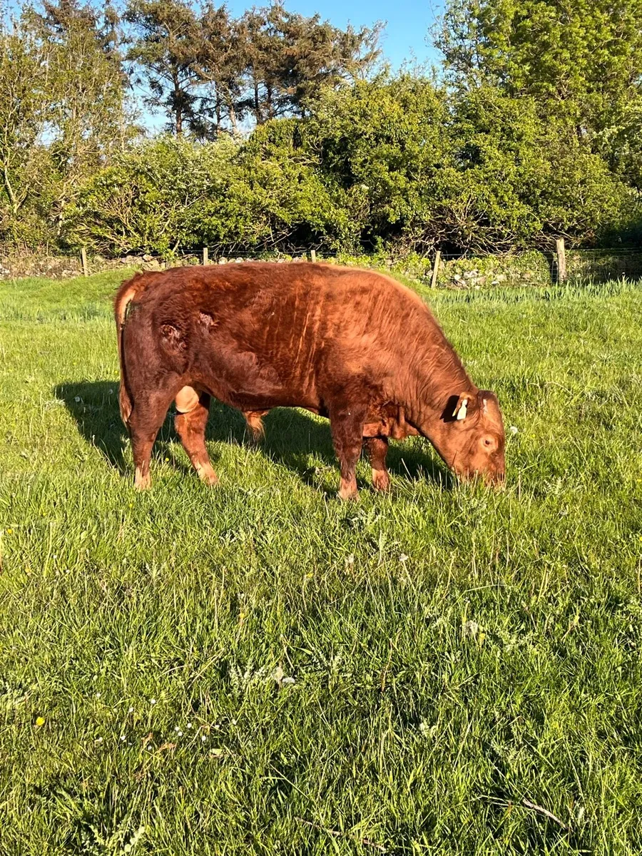 PBR Dexter bulls - Image 1