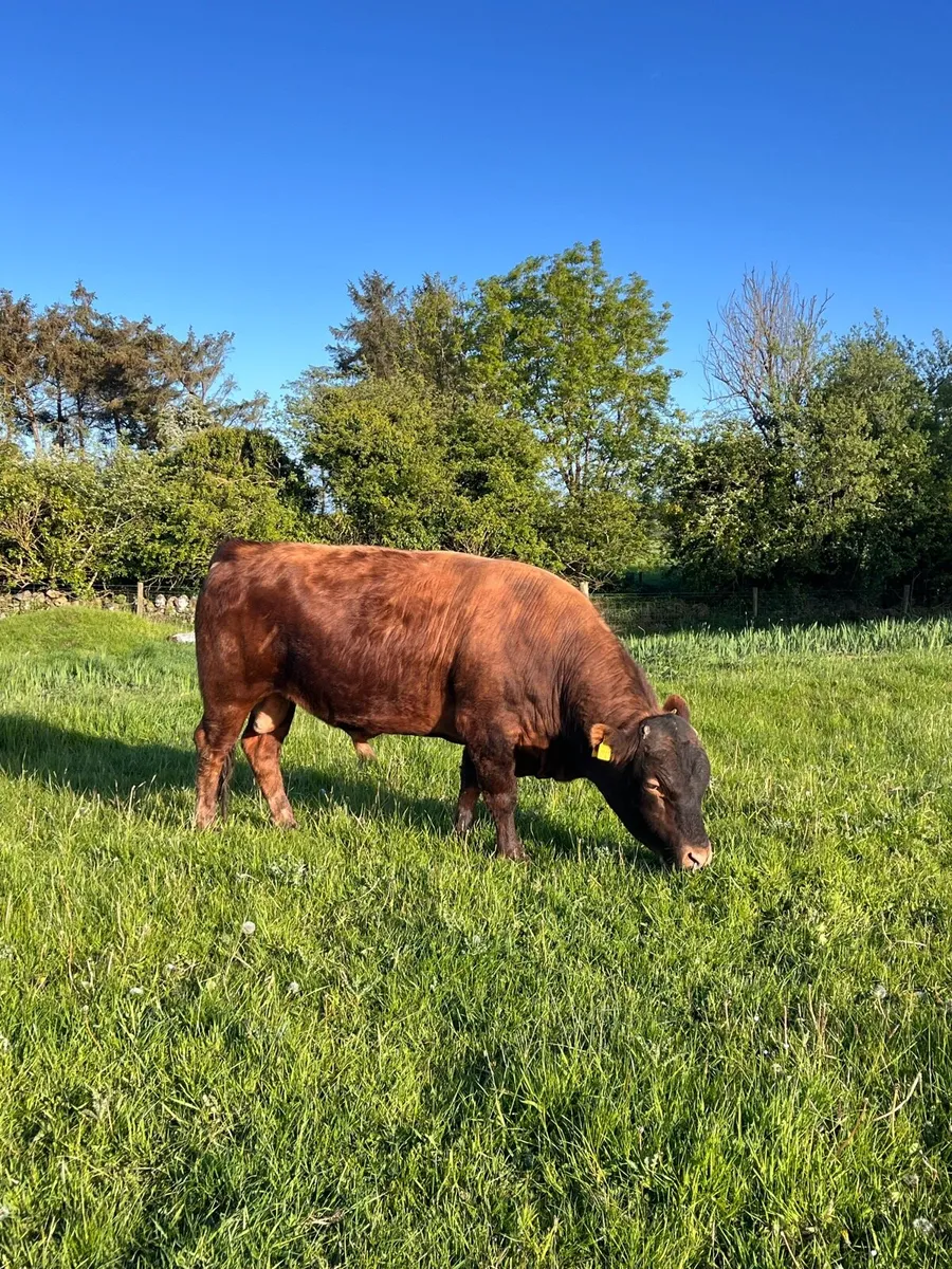 PBR Dexter bulls - Image 2