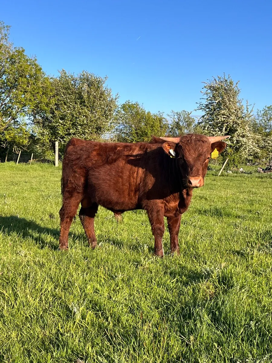 PBR Dexter bulls - Image 3