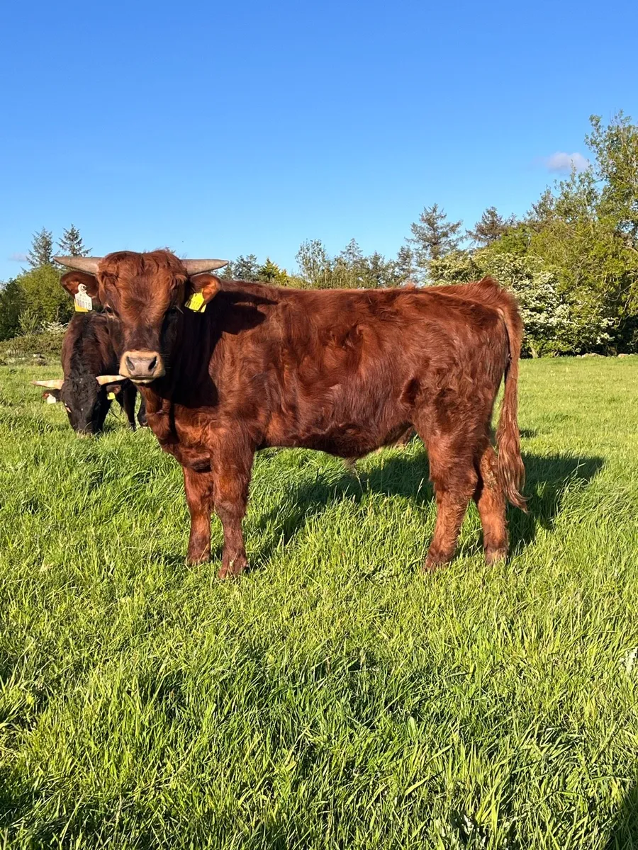 PBR Dexter bulls - Image 4