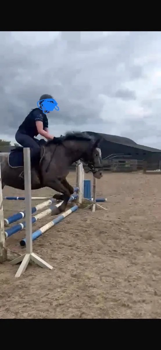 Genuine loving 14.2 pony Lulu🌟 - Image 1