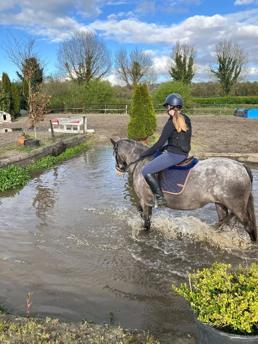 Genuine loving 14.2 pony Lulu🌟 - Image 2