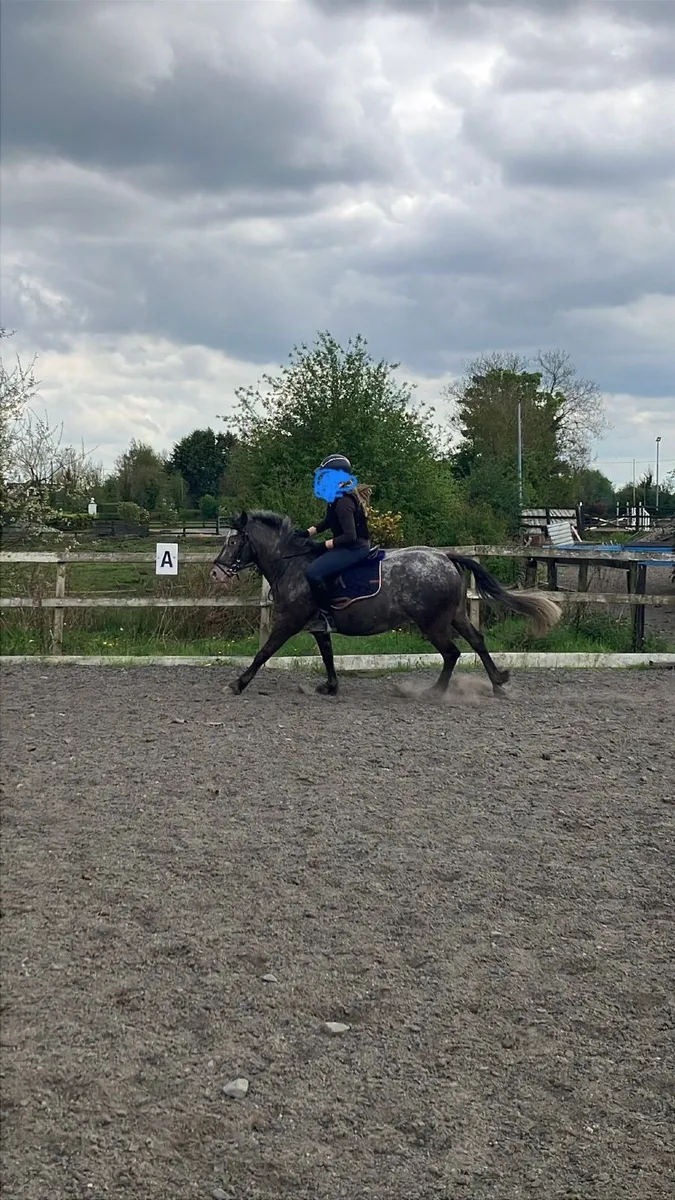 Genuine loving 14.2 pony Lulu🌟 - Image 3