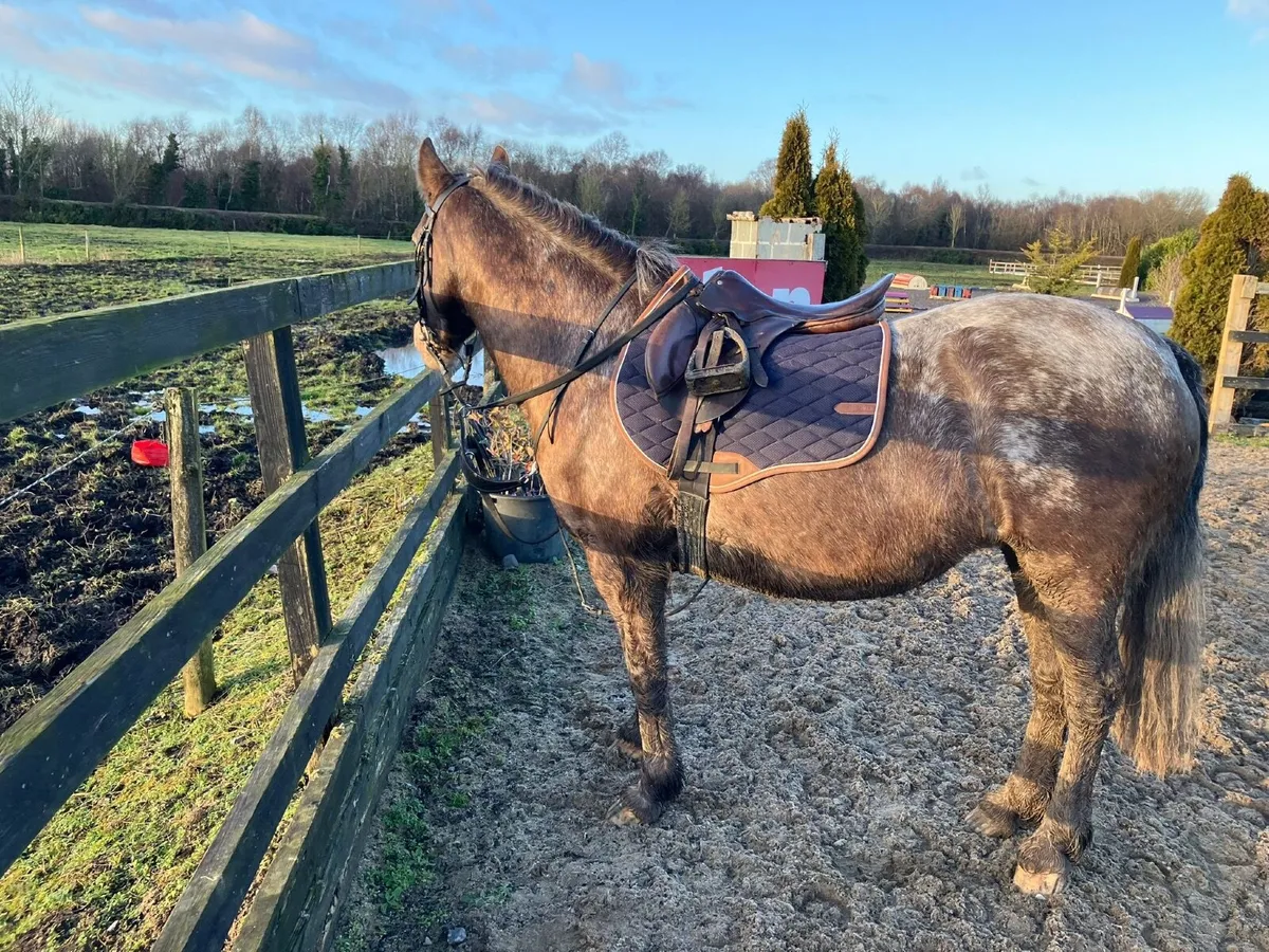 Genuine loving 14.2 pony Lulu🌟 - Image 4
