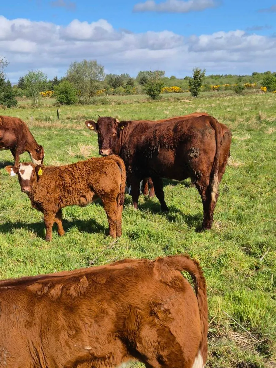 Cow and calf - Image 1