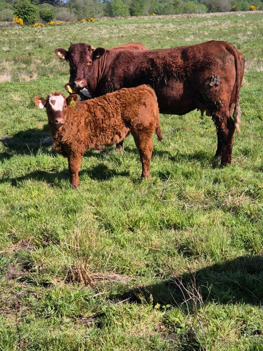 Cow and calf - Image 2
