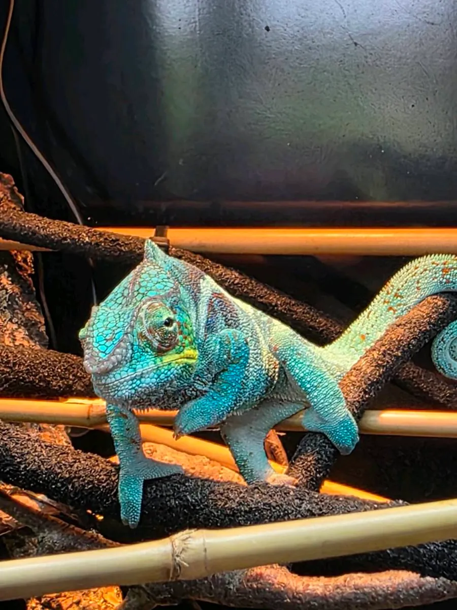 Chameleon panther ambanja - Image 3